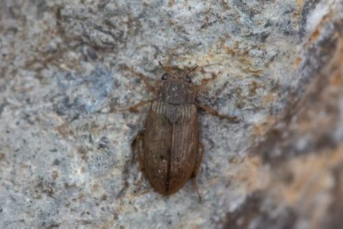 Réf. 271 138 : Helophorus sp.